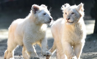 Yôko et Tankwa, quatre mois, au zoo de la Flèche ce vendredi 22 février.