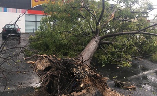 Un arbre déraciné, au Crès, après la tornade.