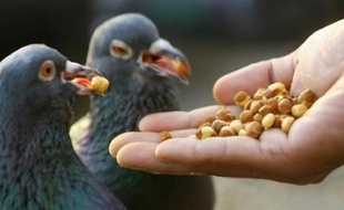 Des détenus endurcis d'une prison de Marilia, dans l'Etat de Sao Paulo ont dressé des pigeons à transporter de la drogue et des téléphones portables, a rapporté mardi le journal O Globo.