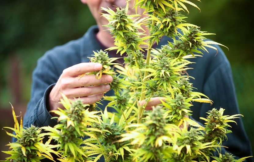 coup de filet dans le milieu de la culture indoor de cannabis dans l