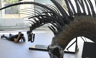 Une reconstitution du «Bajadasaurus pronuspinax» exposée au Centre culturel de la science à Buenos Aires, le 4 février 2019.