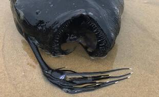 Un poisson-football (Himantolophus) échoué sur une plage californienne en mai 2021.