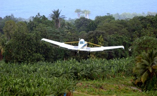 La culture de la banane utilise souvent beaucoup de pesticides.
