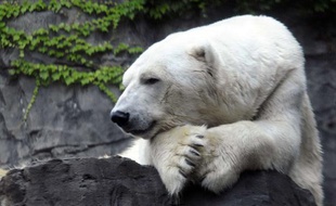 Gus, l'ours polaire du zoo de Central Park à New York, est mort le 27 août 2013.