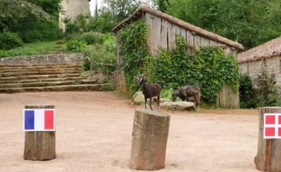 Molly, la chèvre du Puy du Fou, a un peu hésité...