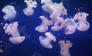 Illustration de méduses à l'Aquarium de Paris.