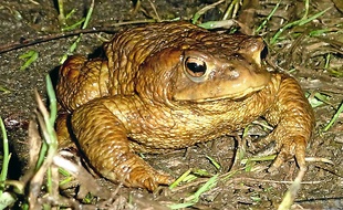 Les crapauds sont plus exposés pendant leur migration (illustration).