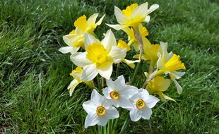Des jonquilles (illustration).