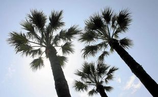 Dans les Alpes-Maritimes, 300 palmiers sont aujourd'hui infestés par le charançon rouge.