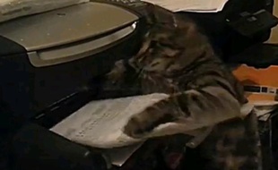 Capture d'écran de la vidéo d'un chat s'attaquant à une imprimante.