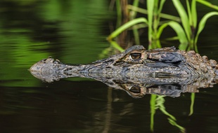 Un caïman, ici en Amazonie (illustration).
