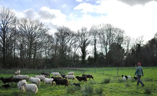 La ZAD de Notre-Dame-des-Landes