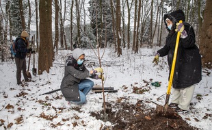 De récents parents plantent des arbres au parc Georges-Valbon de La Courneuve lors de l'opération
