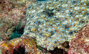 Sous l'océan, certains poissons en font tout un plat