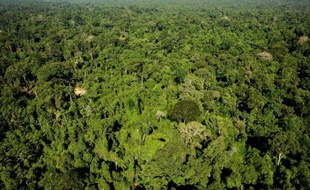 Illustration : Forêt Amérique Centrale.