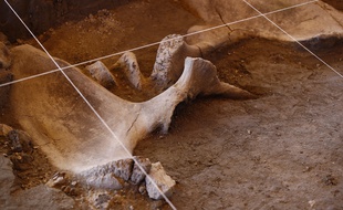 Les ossements de 14 mammouths ont été retrouvés à Tultepec au Mexique.