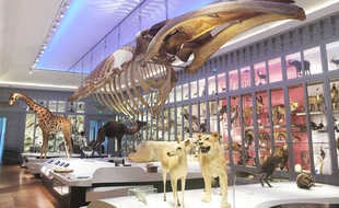 La grande salle du muséum de Bordeaux