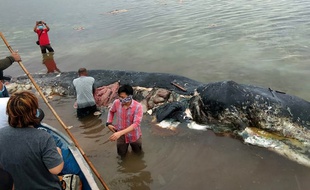 Un cachalot a été retrouvé mort en Indonésie avec du plastique dans l'estomac