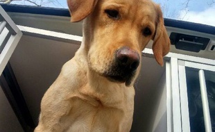 Natch, jeune labrador appartenant à l'association de Chiens Guides d’Aveugles de Lyon, a été dérobé lundi matin dans l'Ain.