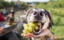 Les aliments d’été à proscrire absolument pour protéger la santé de votre chien