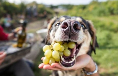 Les aliments d’été à proscrire absolument pour protéger la santé de votre chien