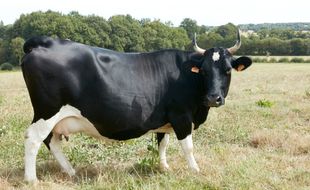 Fine, la vache Bretonne pie noir, star du Salon de l'agriculture 2017.