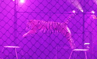 Pour le cirque Arlette Gruss, "un cirque sans animaux ce n'est plus un cirque"