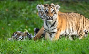 Des bébés tigres dans un zoo de Hambourg en 2017.