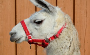 Un lama blanc (illustration).
