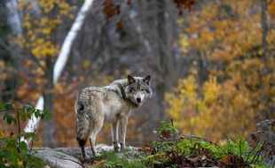 Un loup