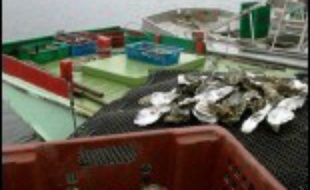 La préfecture de la Gironde a annoncé mercredi à Bordeaux la levée de l'interdiction de consommation des huîtres du bassin d'Arcachon.