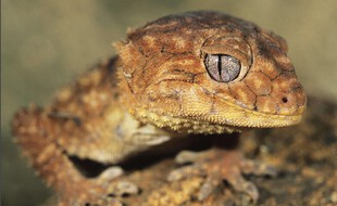 Un gecko. Illustration.