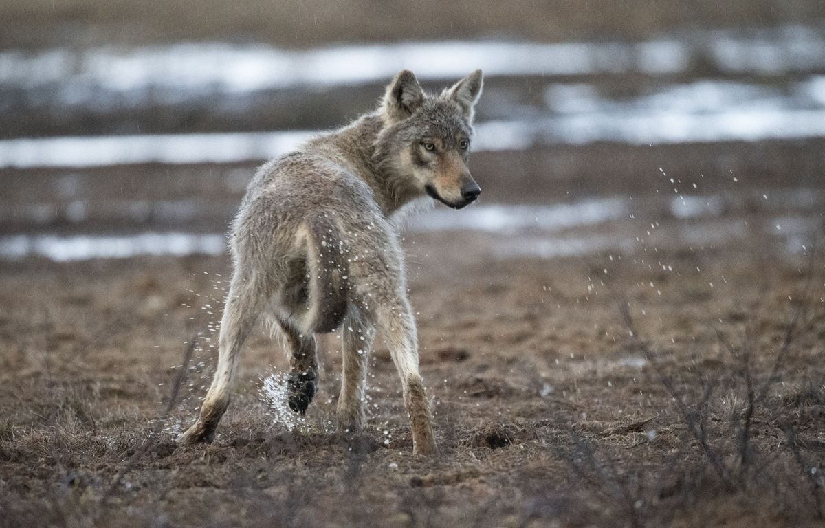 Un loup aurait été aperçu et photographié près de Rennes