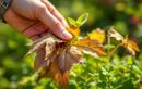 Votre jardin a grillé au soleil ? Il est urgent d’effectuer ce geste précis pour lui redonner un coup de frais sans arroser