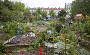 Jardinage, pique-nique, cours de yoga, le partage de jardins peut donner lieu à plusieurs activités. Illustration.