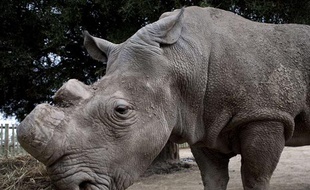 Un des derniers spécimens de rhinocéros blanc, dans une réserve au Kenya, en janvier 2010.