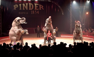 Une représentation du cirque Pinder à Paris en 2005.