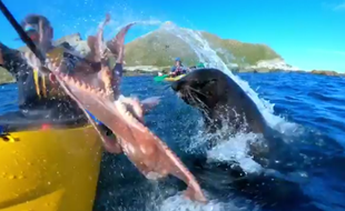 Giflé par une otarie au moyen d'un poulpe. Oui.