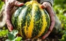 Les signaux décisifs que guettent les maraîchers pour récolter leurs courges au bon moment