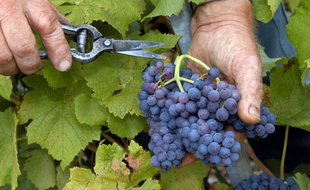 Les vendanges à Epernay, dans la Marne.