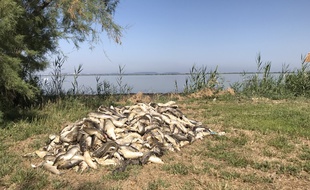 Un tas de cadavres de poissons sur le bord de l'étang du Bolmon.
