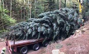 Coupé huit jours plus tôt, le sapin du marché de Noël de Strasbourg sera installé ce lundi.