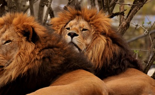 Des lions. Illustration.