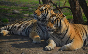 Deux tigres en Chine (illustration).