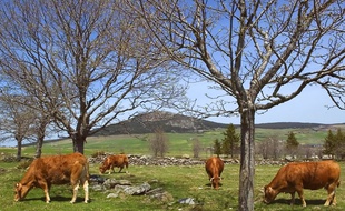 Des vaches de race limousine (illustration).