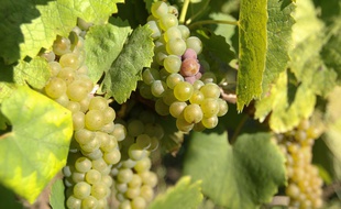 Des raisins de muscadet dans le vignoble nantais.