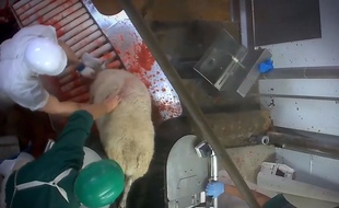 L'association a diffusé des images qui montrent que les moutons sont abattus sans étourdissement préalable.