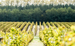 Vignes de la parcelle de château Guiraud, dans les Sauternes