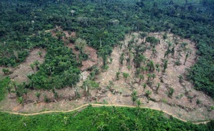 Photo publiée par l'institut brésilien Ibama montrant une zone touchée par la déforestation en Amazonie, le 21 mars 2014