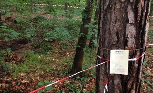 Le lieu où a été découvert un tronc humain dans le Bois de Vincennes, le 18 juin 2012.
